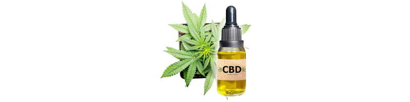 OLIO DI CBD parliamo di PUREZZA, INGREDIENTI e perché L’IDROSOLUBILE NON fa bene!